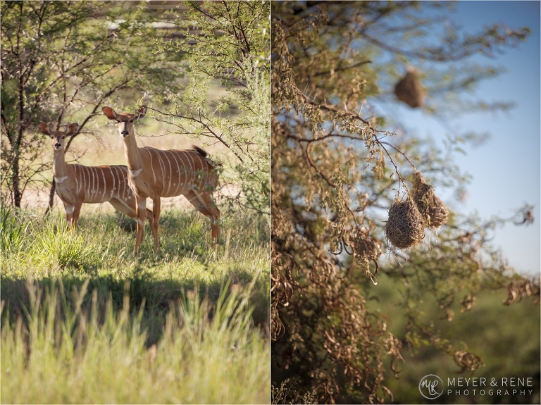 Amanzi Game Reserve Wedding Photos