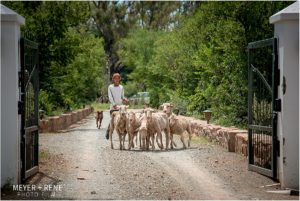 De Oude Kraal Bloemfontein Wedding Photographers